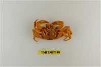 藏品(拉氏清溪蟹)的圖片